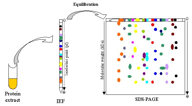 2d gel analysis